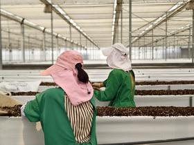 2026年4月-草莓检测报告