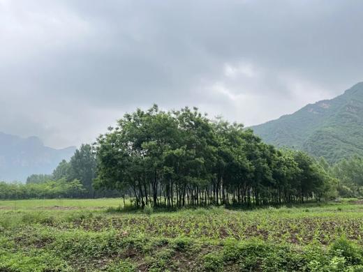 山野大玩家｜百里画廊8公里穿越 徒个快乐 乐在途中 商品图1