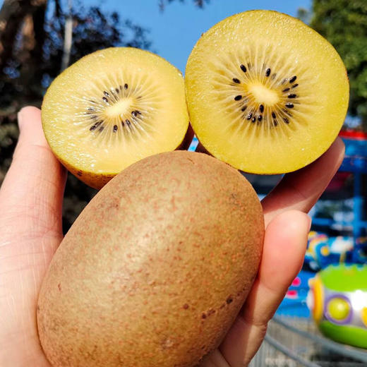 四川蒲江黄心猕猴桃 酸甜多汁 商品图3