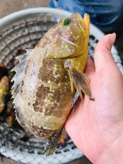 港岛姑娘 深海黄丁斑新鲜土石斑鱼味美 450克/盒2条装活冻 商品图0