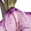 染色剑兰 | 紫色(上色不一,介意慎拍) 商品缩略图8