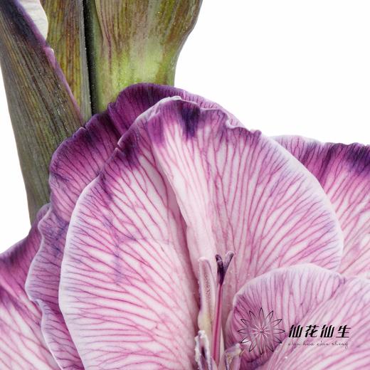 染色剑兰 | 紫色(上色不一,介意慎拍) 商品图8
