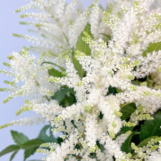 络新妇白丨荷兰进口 商品图2