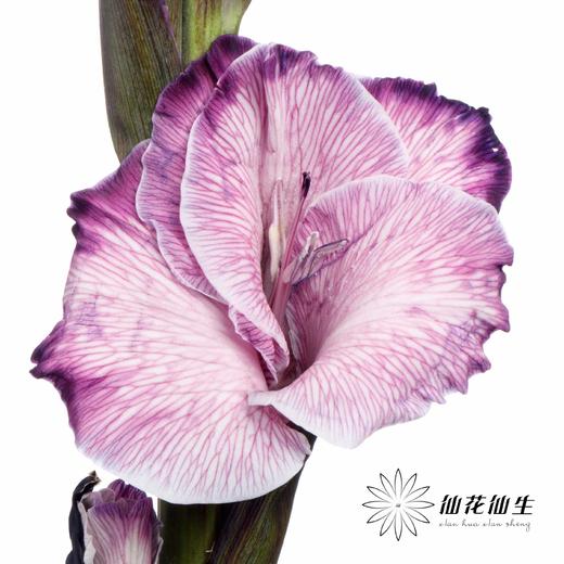 染色剑兰 | 紫色(上色不一,介意慎拍) 商品图1
