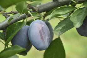 有机西梅预售福利！！