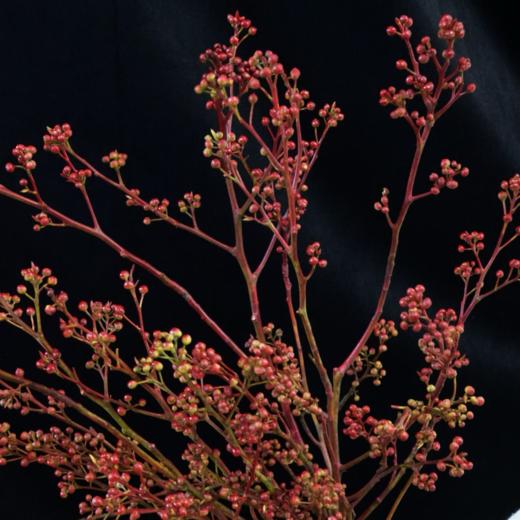 灯台果丨配果［季节原因偏绿］ 商品图0