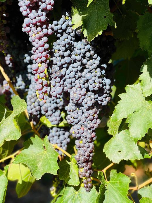 澳洲阿贝花园树挂白葡萄干礼盒装300g【Z】 商品图4