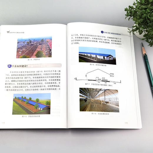 高效养羊实用技术问答【官方正版，可开发票】 商品图4