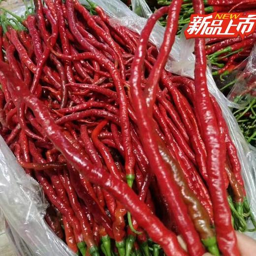 安顺普定【神划新鲜鸡爪辣红辣椒新鲜发货5斤】新鲜鸡爪，精选辣椒，特制酱料。口感鲜香，辣度适中。简单易做 商品图1