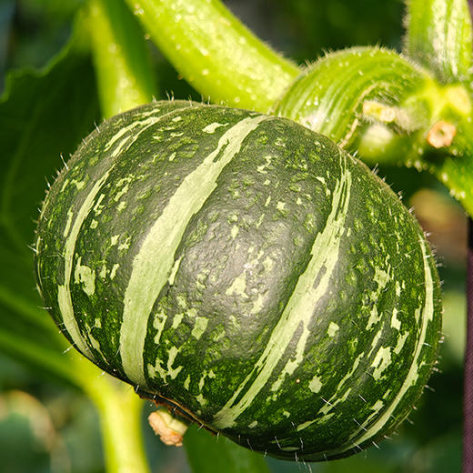 【顺丰包邮】三色栗栗南瓜 粉糯香甜 3斤/5斤彩箱装 5枚/6枚礼盒装 商品图4