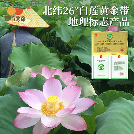 西域美农 广昌手工莲子 白莲 当季鲜采 手工去芯  生吃似坚果 炖煮粉糯清香 238g/罐 商品图3