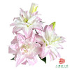 百合-莲花春天 5枝一扎 商品缩略图0