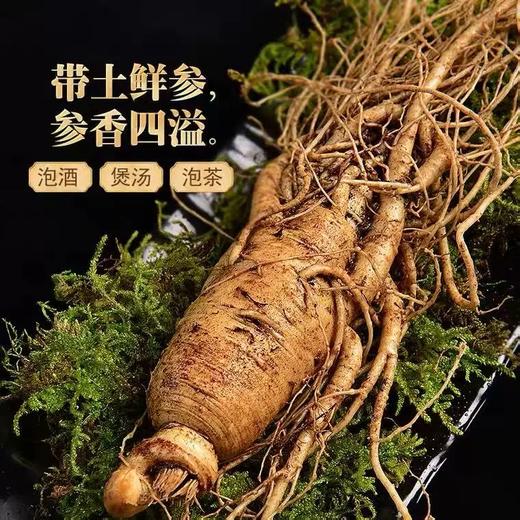 【长白山·鲜人参】新鲜采摘  清脆爽口 冬季养生必备  吃法多样 煲汤 喝茶 干吃 商品图1