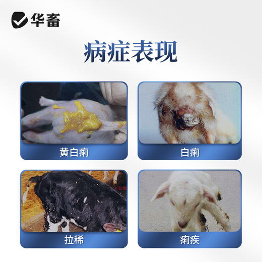 【社群专享】华畜兽药10%硫酸黏菌素可溶性粉 肠炎顽固性腹泻黄白痢，搭配白头翁疗效更好 商品图1