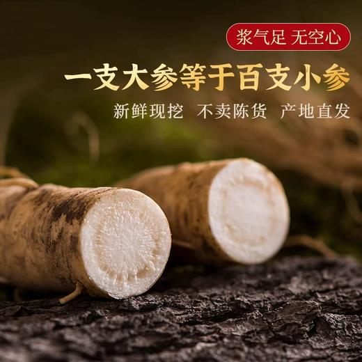 【长白山·鲜人参】新鲜采摘  清脆爽口 冬季养生必备  吃法多样 煲汤 喝茶 干吃 商品图2