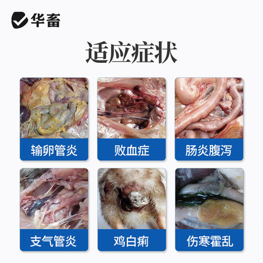 【社群专享】华畜兽药30%阿莫西林可溶性粉 进口溶剂吸收更好 猪肉鸡肉鹅通用 商品图1