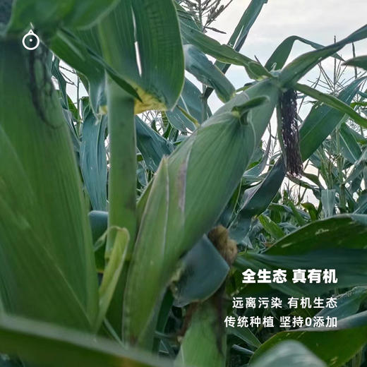 企鹅市集|山西 有机叶酸玉米 10根装（220g*10） 自然生长 3糯1甜  农科院玉米 商品图5