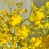 柠檬黄跳舞兰丨草花 商品缩略图3