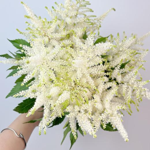 络新妇白丨荷兰进口 商品图1