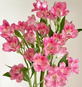 六出花 | 深粉色