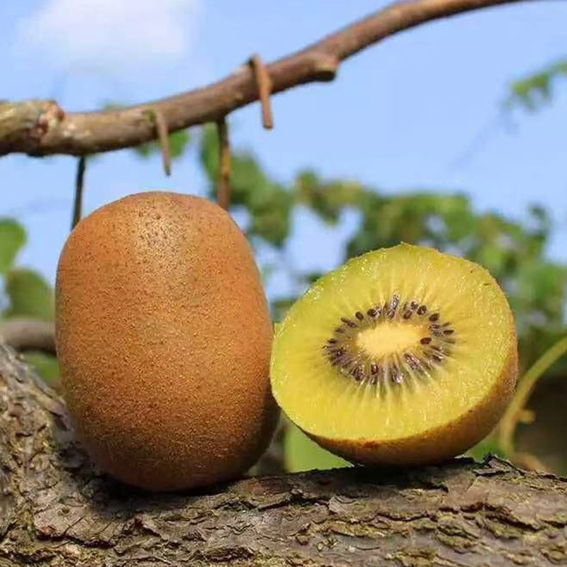 四川蒲江黄心猕猴桃 酸甜多汁
