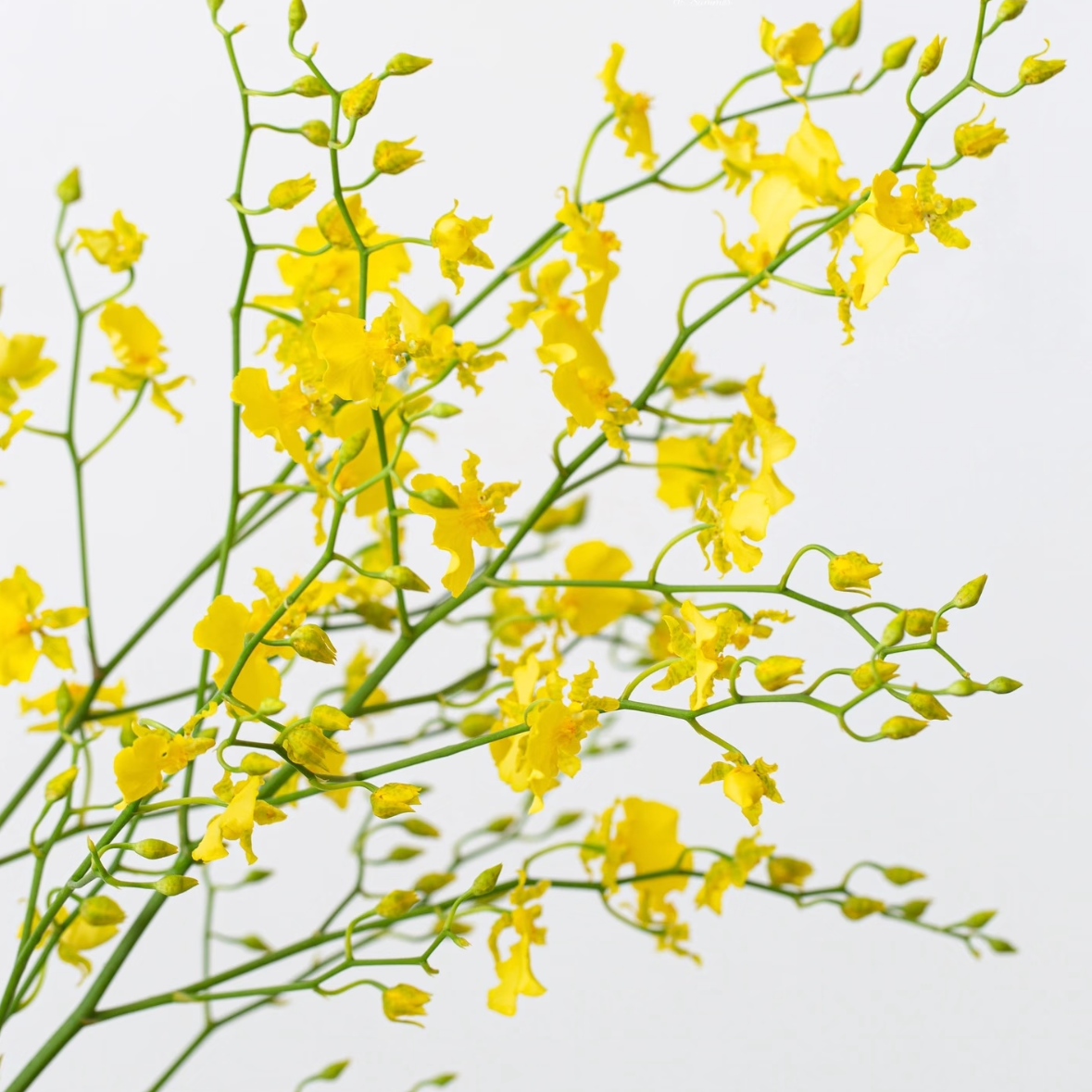 柠檬黄跳舞兰丨草花