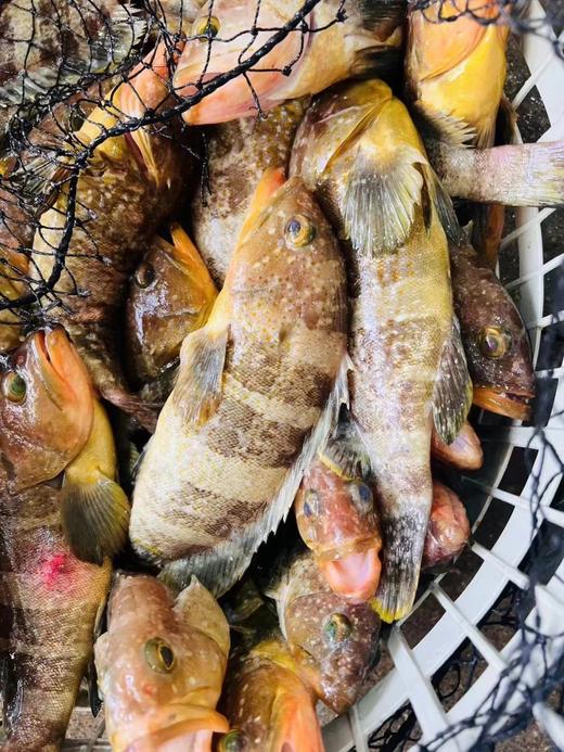 港岛姑娘 深海黄丁斑新鲜土石斑鱼味美 450克/盒2条装活冻 商品图1