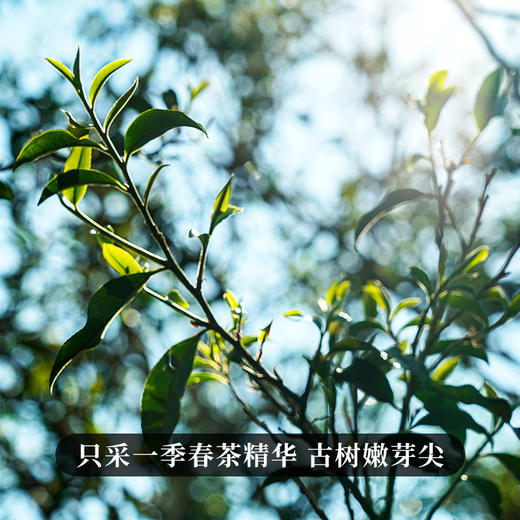 12月3日上午9点【两人团】【大金针】2025年凤庆春茶头采滇红大金针，红茶中的超级贵族，薯香浓郁，500克/罐 商品图1