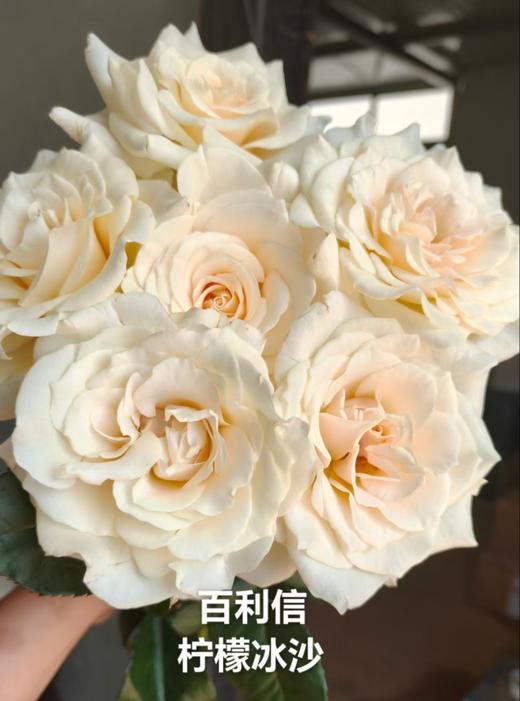 百利信单头玫瑰 | 柠檬冰沙 商品图0