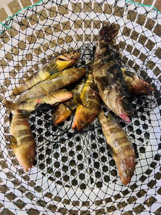 港岛姑娘 深海黄丁斑新鲜土石斑鱼味美 450克/盒2条装活冻 商品图3