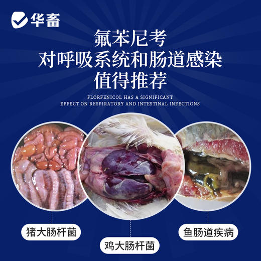 【社群专享】华畜30%氟苯尼考可溶性粉 气喘咳嗽 肺炎呼吸道药 进口溶剂 吸收更好 猪牛羊鸡药 商品图1