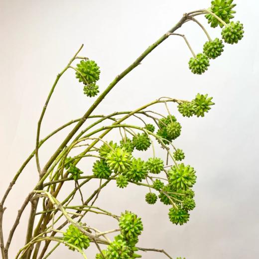 喜束果丨配果【轻微掉果属于正常介意勿拍】 商品图0