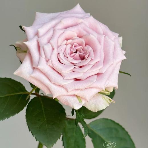 甜蜜曼塔单头玫瑰丨AB级花材 商品图0