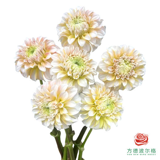 大丽花-流萤 4-5枝一扎 商品图0