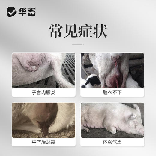 【积分兑换】华畜兽药 益母生化散500g 活血化瘀 温经止痛 产后康复保健 活血祛瘀 马牛羊猪用 商品图1