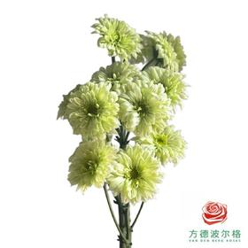 市场小菊 翠羽