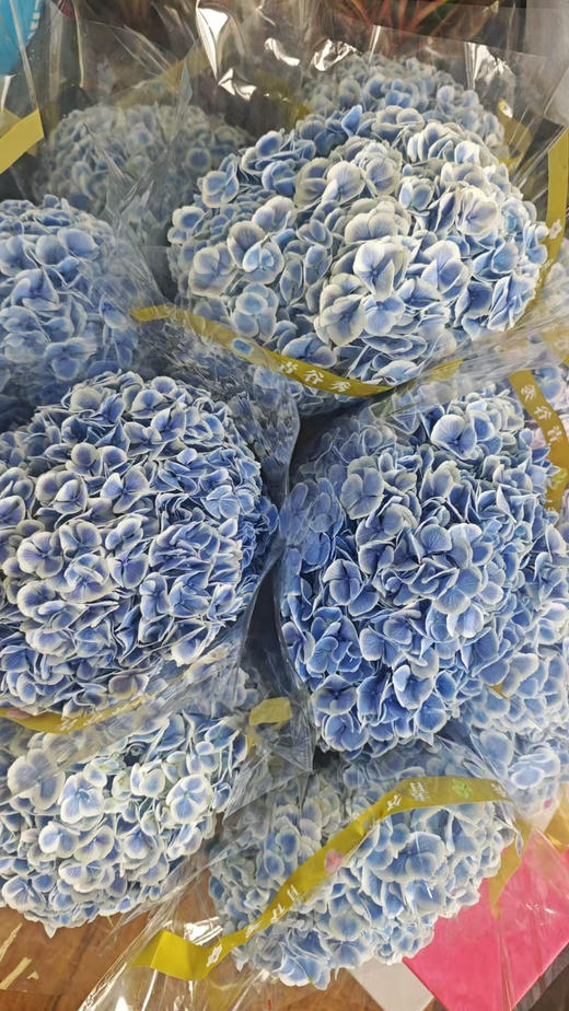 【国产绣球】绣球-孔雀蓝  单枝 商品图7