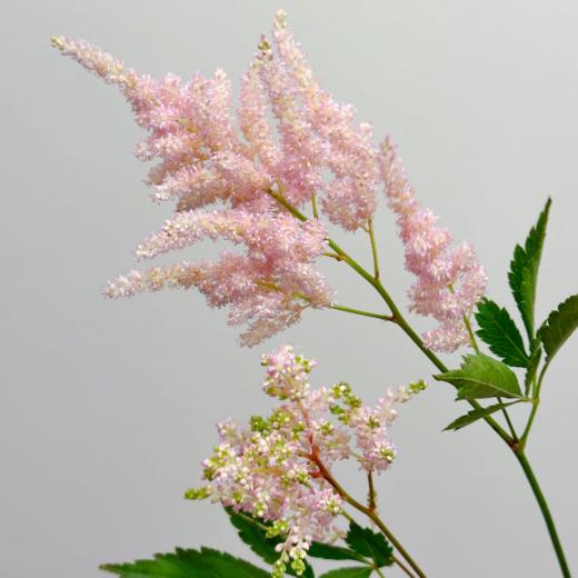 络新妇粉丨荷兰进口 商品图0