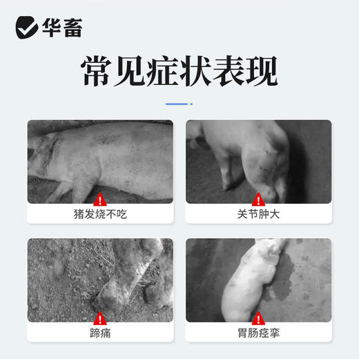 【社群专享】安痛定注射液5支 解热镇痛 治疗肌肉痛关节痛和神经痛 马牛羊猪用 商品图1