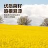 西王食用油 小榨原香菜籽油5L   非转基因 物理压榨 /粮油调味 /食用油 /菜籽油 商品缩略图4