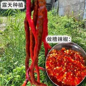 安顺普定【神划新鲜鸡爪辣红辣椒新鲜发货5斤】新鲜鸡爪，精选辣椒，特制酱料。口感鲜香，辣度适中。简单易做