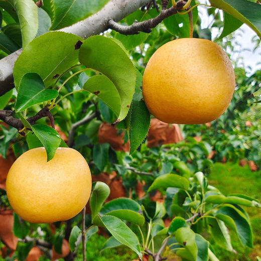 【厂商直发】小空山有机水果圆黄梨清甜多汁多规格可选包邮 商品图5