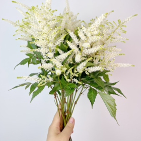 络新妇白丨荷兰进口