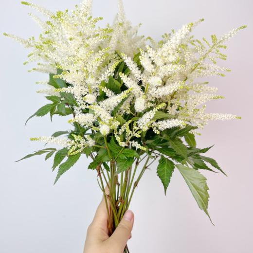 络新妇白丨荷兰进口 商品图0