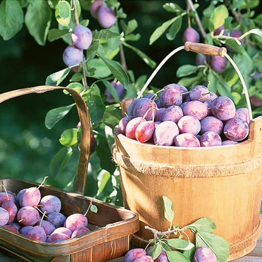 新疆西梅一级4斤装 商品图0