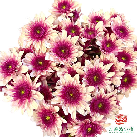 市场小菊 -波多利粉 10枝一扎 商品图0