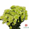 市场小菊 翠羽 商品缩略图2