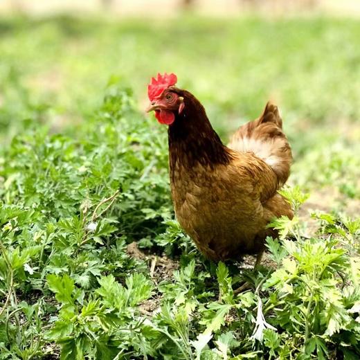 【农场直送】纯草农庄艾叶鸡||净重约2斤左右（廊坊纯草农场） 商品图0