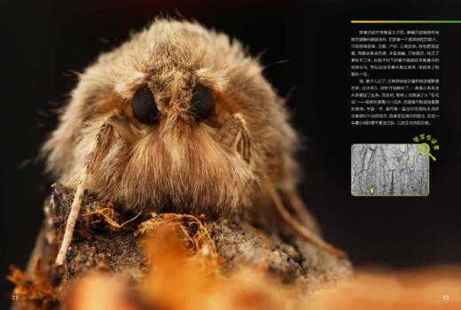 《博物大发现：找找看》普通版、礼盒版 商品图13