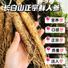 【长白山·鲜人参】新鲜采摘  清脆爽口 冬季养生必备  吃法多样 煲汤 喝茶 干吃 商品缩略图3